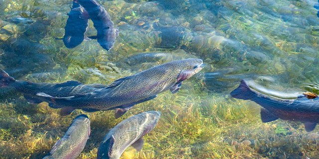 Die Koordinationsstelle soll nicht nur das Wohlergehen der Tiere und den Umweltschutz, sondern auch die Qualitätsstandards der Produkte berücksichtigen. (Bild Pixabay)