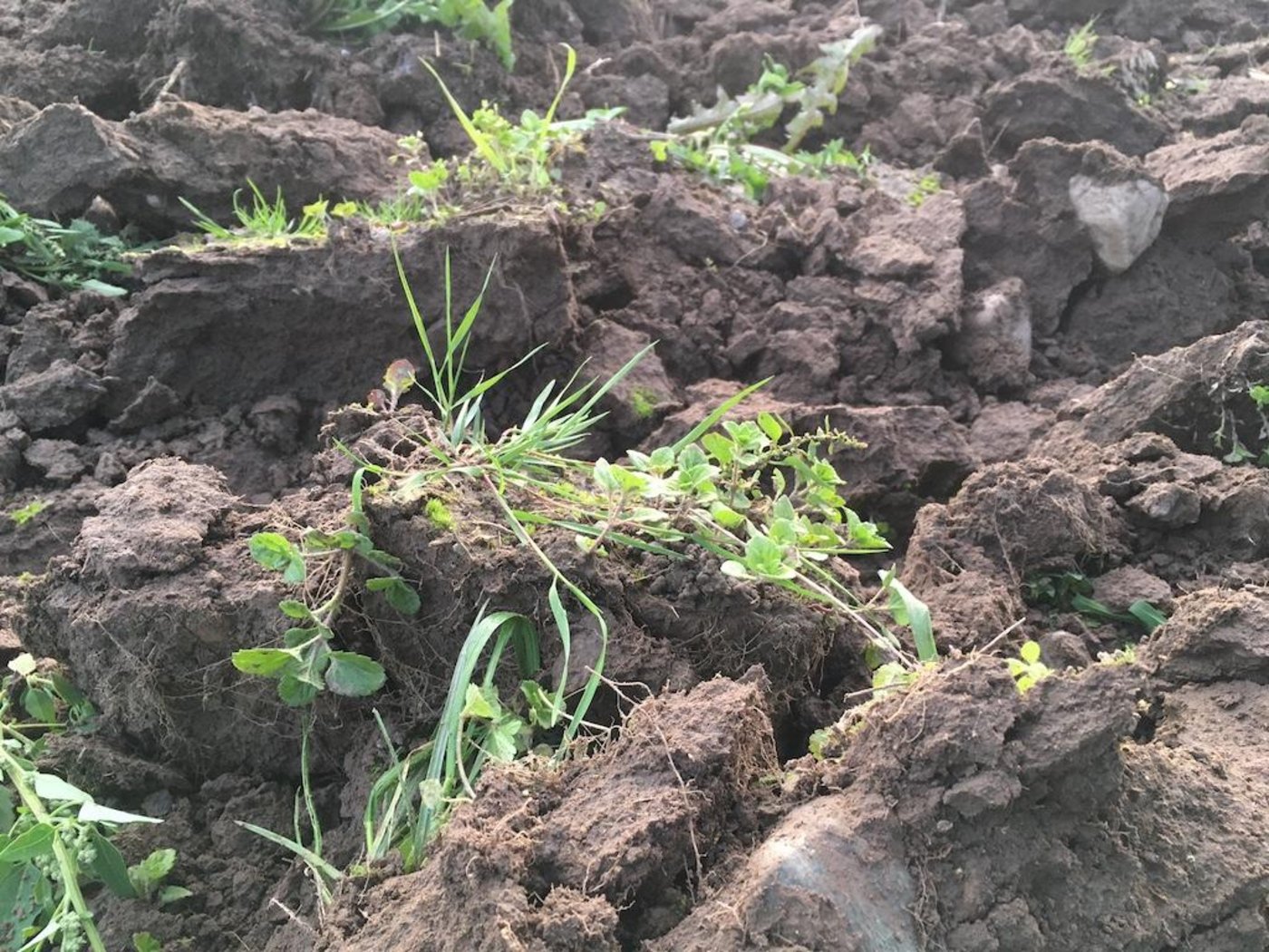 Krzfristige CO2-Verluste aus dem Bodenspeicher sind jederzeit möglich. Gerade bei Änderungen der Bewirtschaftung können solche Verluste laut Agridea sehr hoch ausfallen. (Symbolbild jsc)