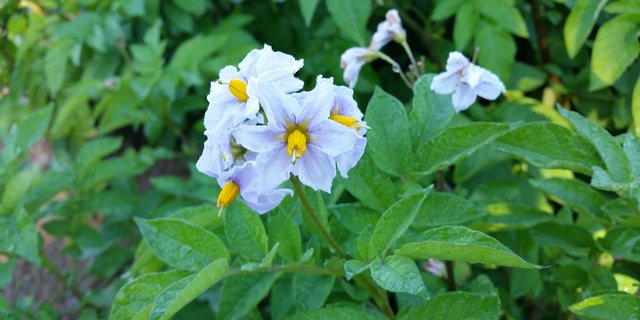 Zu oft werde mit Pflanzenschutzmitteln Symptombekämpfung betrieben, statt die Ursachen für Krankheit oder Schädlingsbefall im System zu suchen. (Bild sbj04769 / Pixabay) 