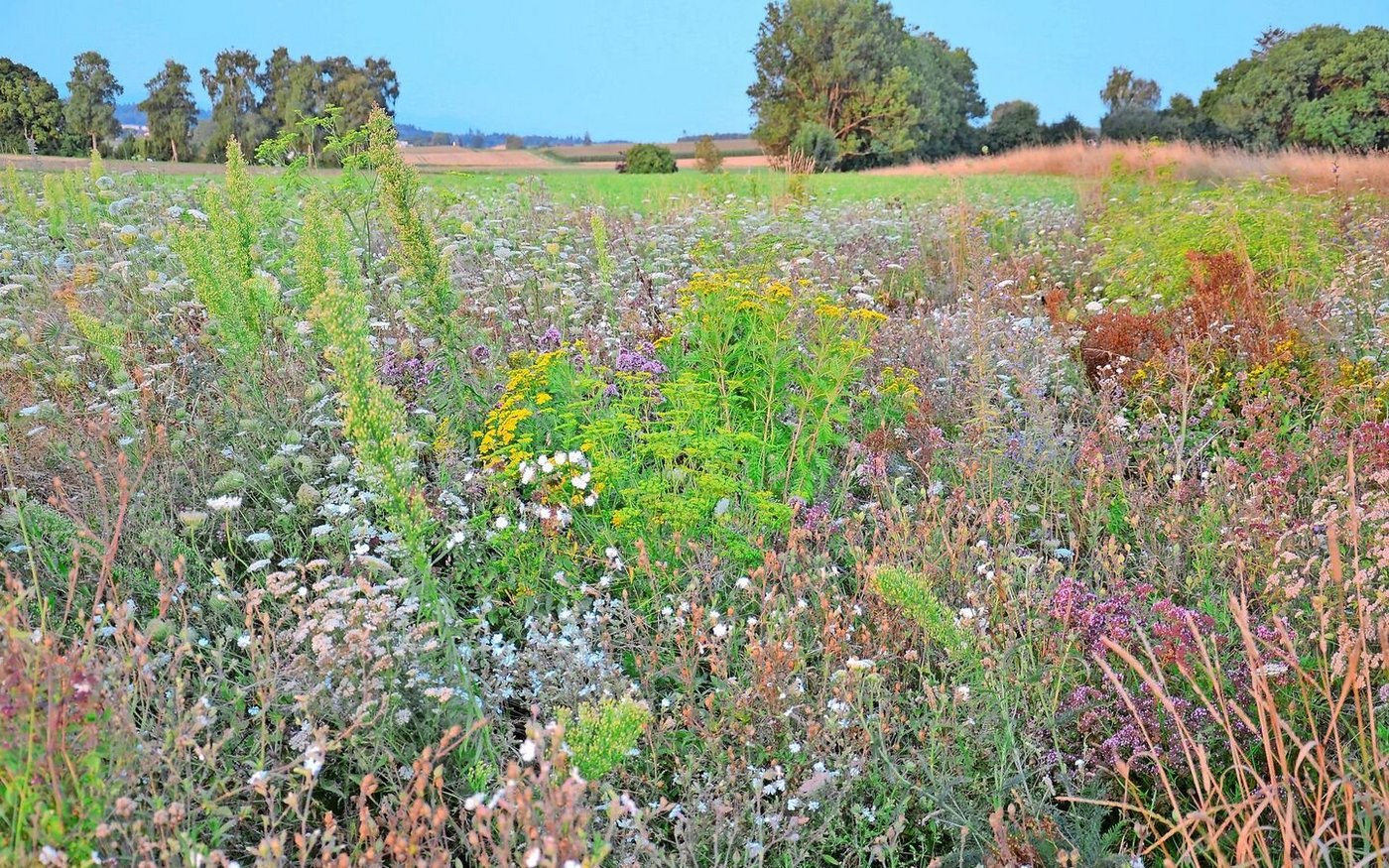 Theoretisch fördert das teilweise Mähen mit Bodenbearbeitung die Pflanzenvielfalt. In der Praxis weckt es aber auch Unkrautsamen.
