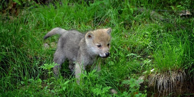 Im Waadtländer Jura kamen mindestens drei junge Wölfe zur Welt. (Symbolbild Pixabay)