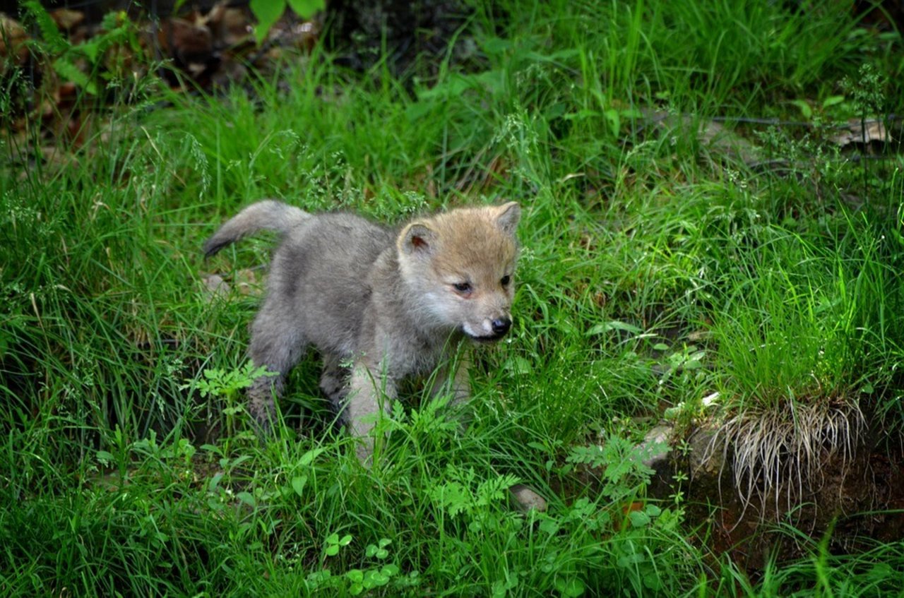 Im Waadtländer Jura kamen mindestens drei junge Wölfe zur Welt. (Symbolbild Pixabay)