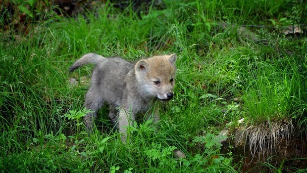Im Waadtländer Jura kamen mindestens drei junge Wölfe zur Welt. (Symbolbild Pixabay)