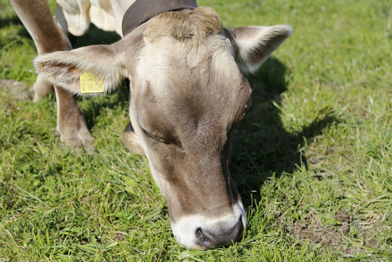 In der Schweiz profitieren viele Kühe von RAUS oder BTS. (ji)