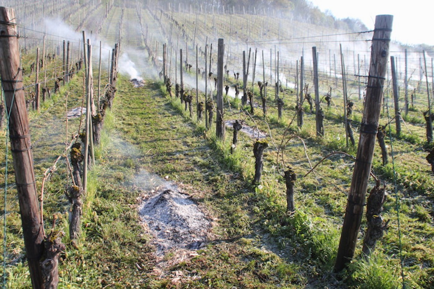 In besonders gefährdeten Reblagen wurden kleinere Feuer angezündet. (Bild RoMü)