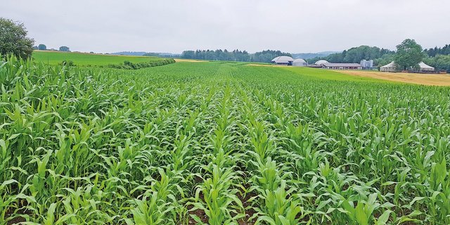 Dunkler Mais: Links und rechts, Saat am 24. April 2019. Heller Mais: Mitte, Saat am 17. Mai 2019 (Bild vom 15. Juli 2019) Bild: Manuel Peter