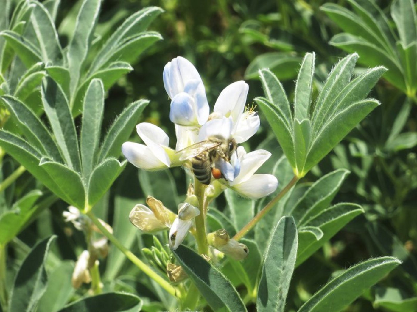 Lupinen haben für Bienen attraktive Blüten. (Christine Arncken-Karutz)
