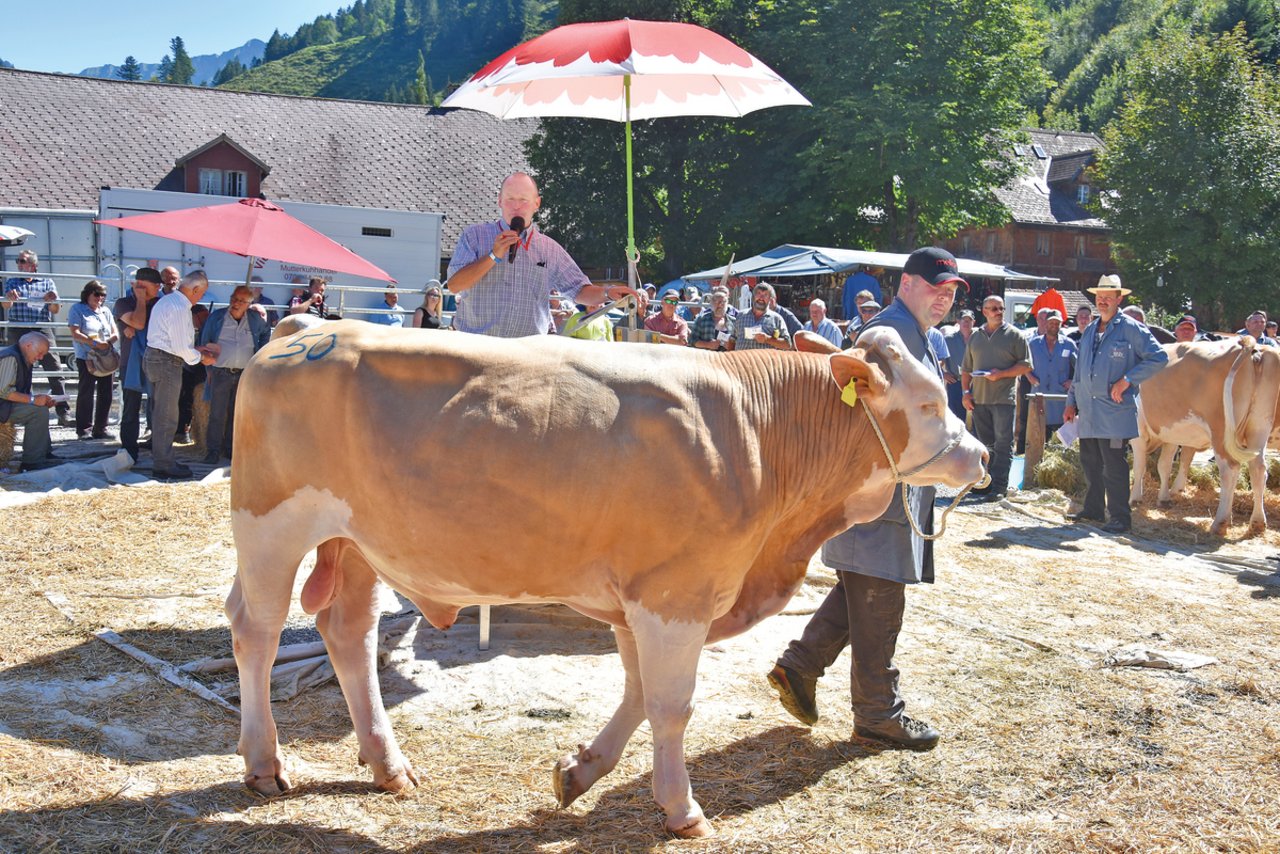 Auch ein reiner Simmentalerstier stand zum Verkauf: Milano Charly wurde von Fritz Oberli, Schangnau angeboten und der Auktionator Andreas Aebi konnte ihn für 3200 Franken zuschlagen. (Bilder pf)