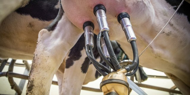 Einige Milchproduzenten haben immer noch keinen Antrag gestellt und verzichten so freiwillig auf die 4,5 Rappen. (Bild pixabay)