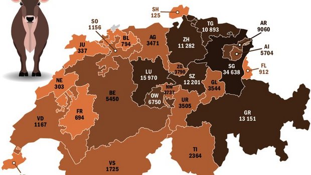 St. Gallen ist die H St. Gallen ist die Hochburg der Braunen Kuh. Wie die Zahlen von Braunvieh Schweiz zeigen, ist sie aber in der ganzen Schweiz beheimatet.