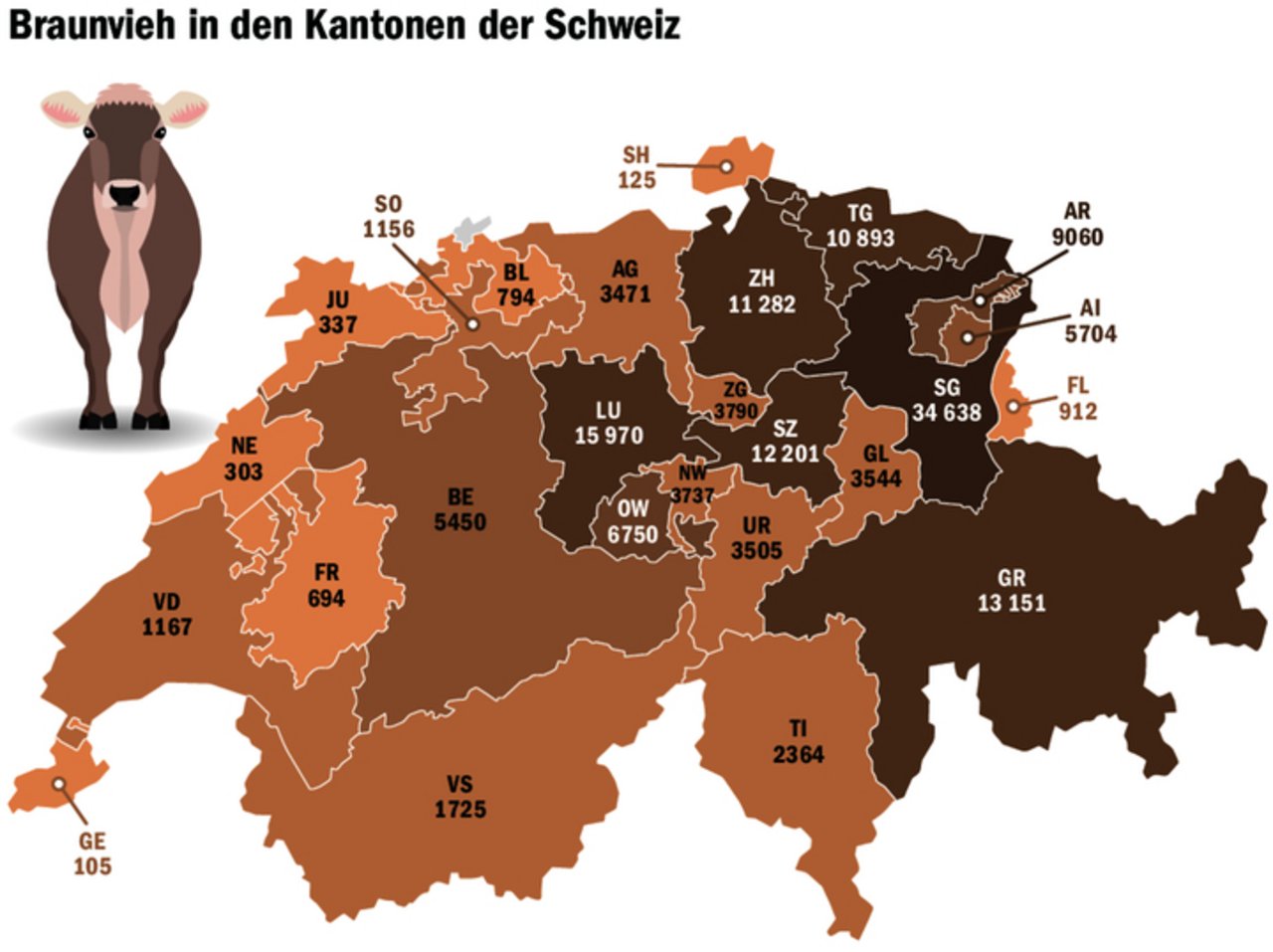 St. Gallen ist die Hochburg der Braunen Kuh. Wie die Zahlen von Braunvieh Schweiz zeigen, ist sie aber in der ganzen Schweiz beheimatet.