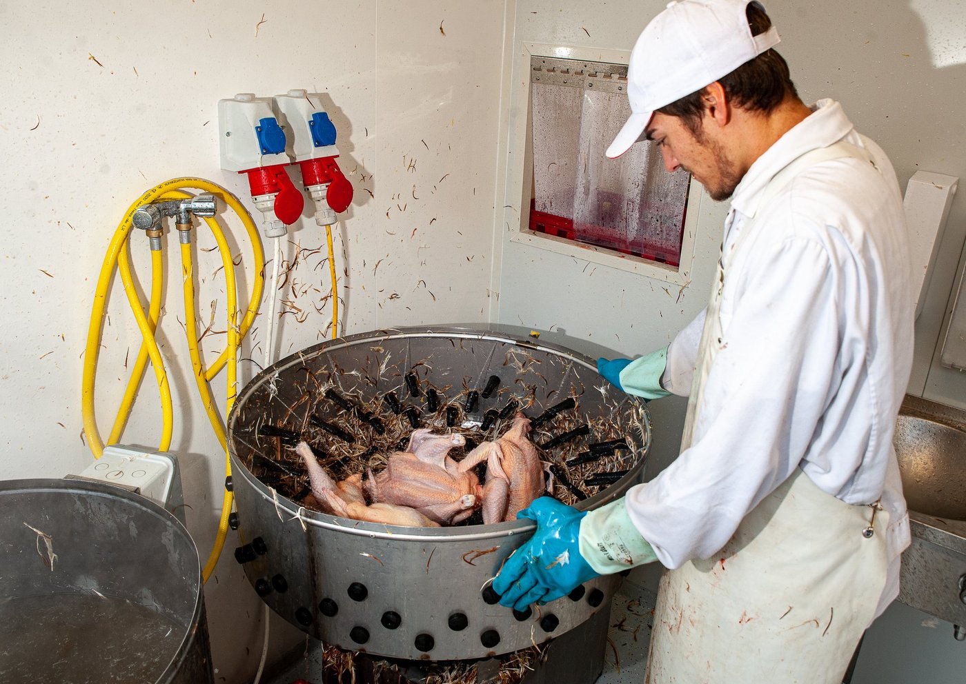 Nach dem Rupf kann der Schlachtkörper durch eine Durchreiche in der Trennwand zur Weiterverarbeitung gegeben werden. (Bild: Christian Knapp).