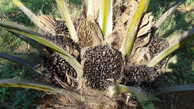 Die Palmölproduktion soll auf Weiden nicht auf Waldflächen stattfinden. (Symbolbild Pixabay)