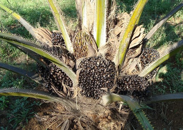 Die Palmölproduktion soll auf Weiden nicht auf Waldflächen stattfinden. (Symbolbild Pixabay)