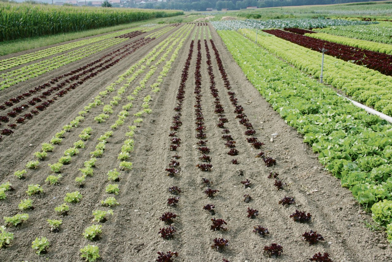 Mit einem Projekt zur Regionalen Entwicklung will der Kanton Freiburg im Seeland die Bioproduktion stärken und über den Tourismus auch bekannter machen. (Bild aw)