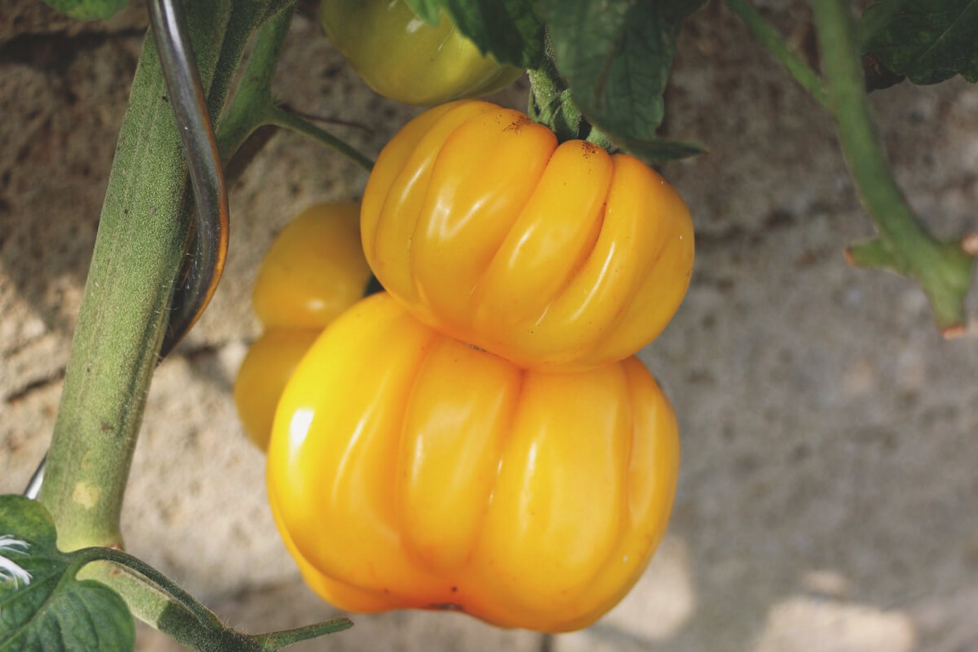 Fleischtomaten, wie diese «Ananastomaten» werden eintriebig gezogen um die Pflanze nicht zu überlasten. (Foto: Eveline Dudda)