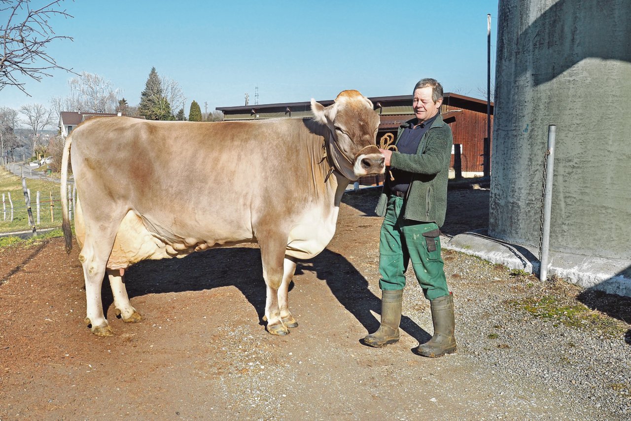 Andreas Nef präsentiert die Payssli-Tochter Clivia. Sie kam in der vierten Laktation auf 17 141 Kilogramm Milch.(Bilder Christian Weber)