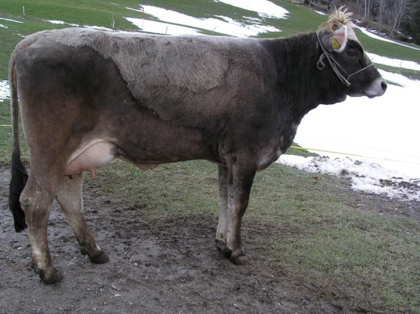 Milchkühe 3. Rang: Grazia (Domino/Cawiko), Aktuell in der 1. Laktation, Besitzer: Paul Vetsch, 9473 Gams