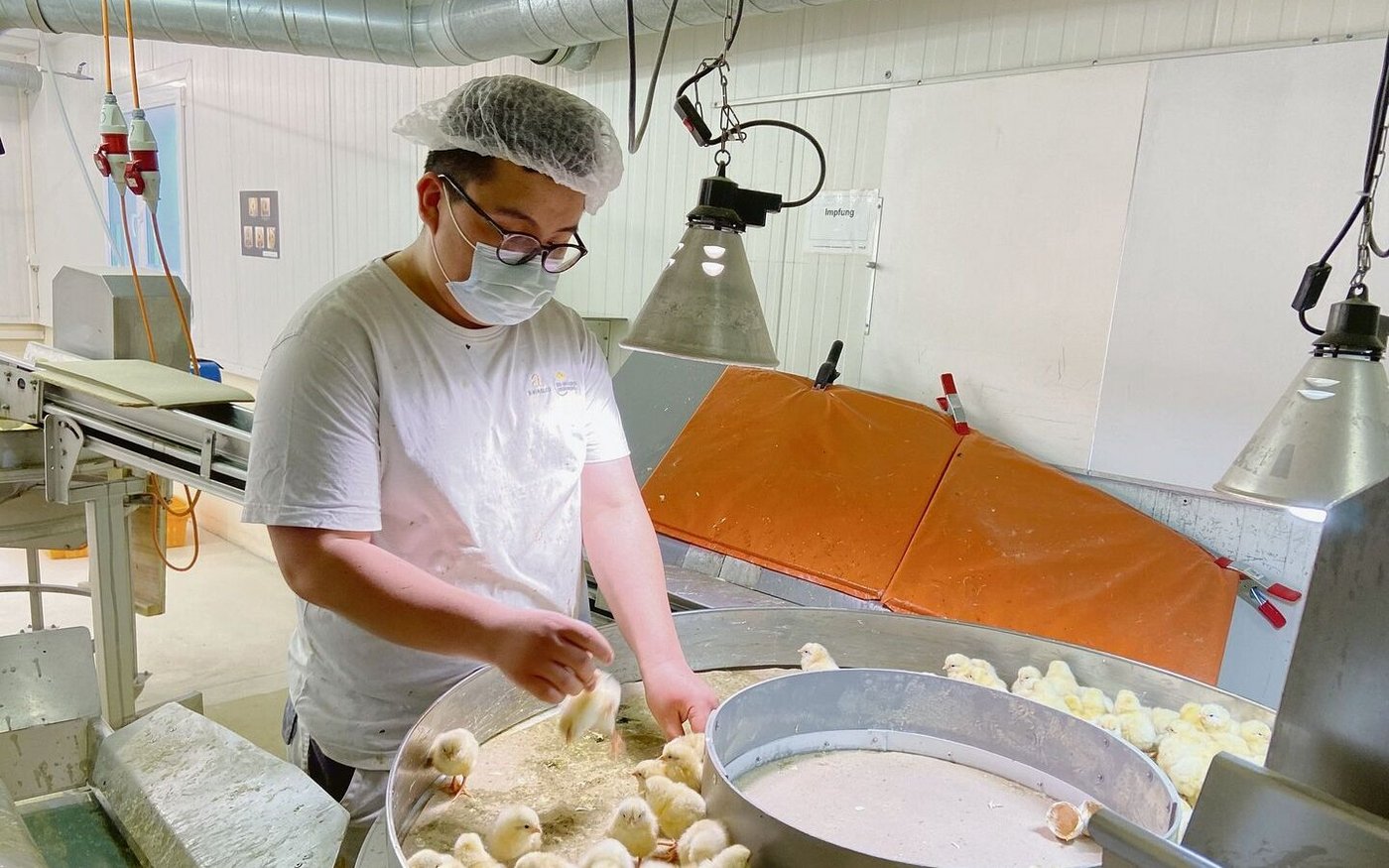 Soo Hyun Lee am Sortiertisch: In schwindelerregendem Tempo trennt er die weiblichen von den männlichen Tieren und verteilt sie auf die entsprechenden Förderbänder hinten und links vorne. 