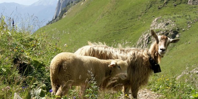 Ab 1. Januar 2021 fallen auch für Ziegen und Schafe Beiträge im Zusammenhang mit der Registrierung in der Tierverkehrdatenbank (TVD) an. (Bild SBV)