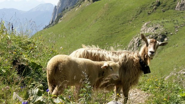 Ab 1. Januar 2021 fallen auch für Ziegen und Schafe Beiträge im Zusammenhang mit der Registrierung in der Tierverkehrdatenbank (TVD) an. (Bild SBV)