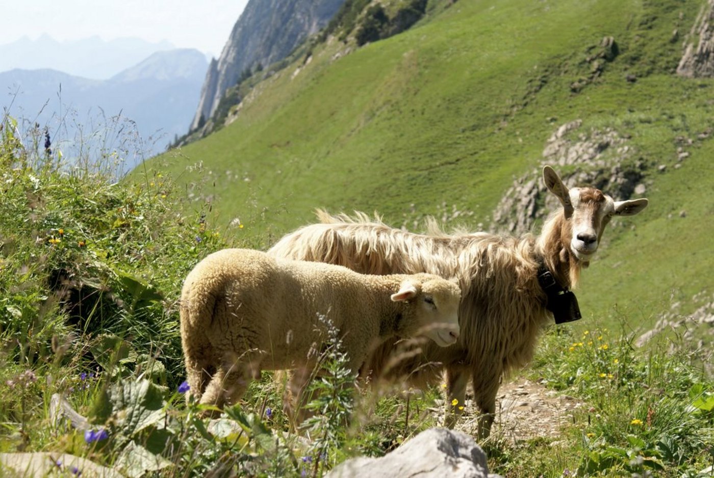 Ab 1. Januar 2021 fallen auch für Ziegen und Schafe Beiträge im Zusammenhang mit der Registrierung in der Tierverkehrdatenbank (TVD) an. (Bild SBV)