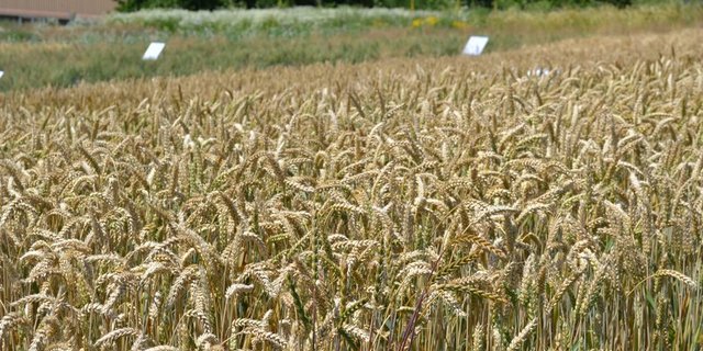 Swiss Granum teilte heute die Liste der empfohlenen Getreidesorte bekannt. (Bild Jasmine Baumann)