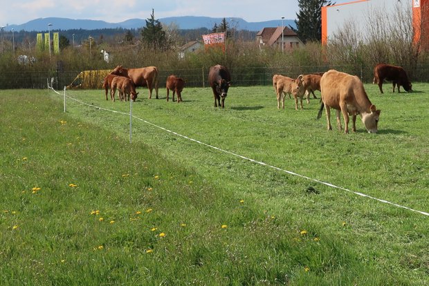 Weidetiere fressen besser, wenn vorgängig gemäht wird Futter mit Hirtentäschchen, Scharfem Hahnenfuss und Weicher Trespe wird beim schönen Wetter vorgemäht und einen Tag später von den Tieren fein säuberlich gefressen. (Bild Herbert Schmid)