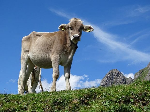 30 neue Rinder mussten unter Verbringungssperre gestellt werden. (Symbolbild Pixabay)