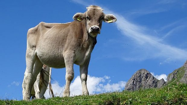 30 neue Rinder mussten unter Verbringungssperre gestellt werden. (Symbolbild Pixabay)