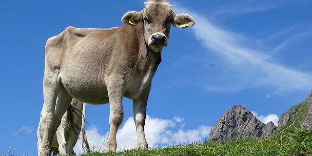 30 neue Rinder mussten unter Verbringungssperre gestellt werden. (Symbolbild Pixabay)