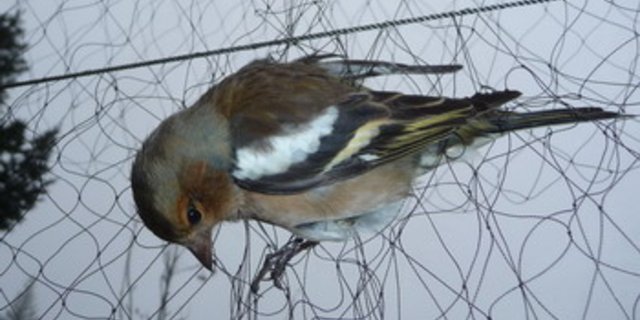 Ein Buchfink in einer der nun verbotenen Fanganlagen. (Bild zVg)