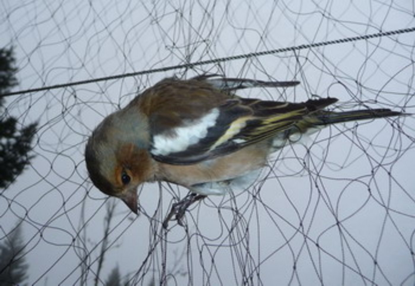 Ein Buchfink in einer der nun verbotenen Fanganlagen. (Bild zVg)