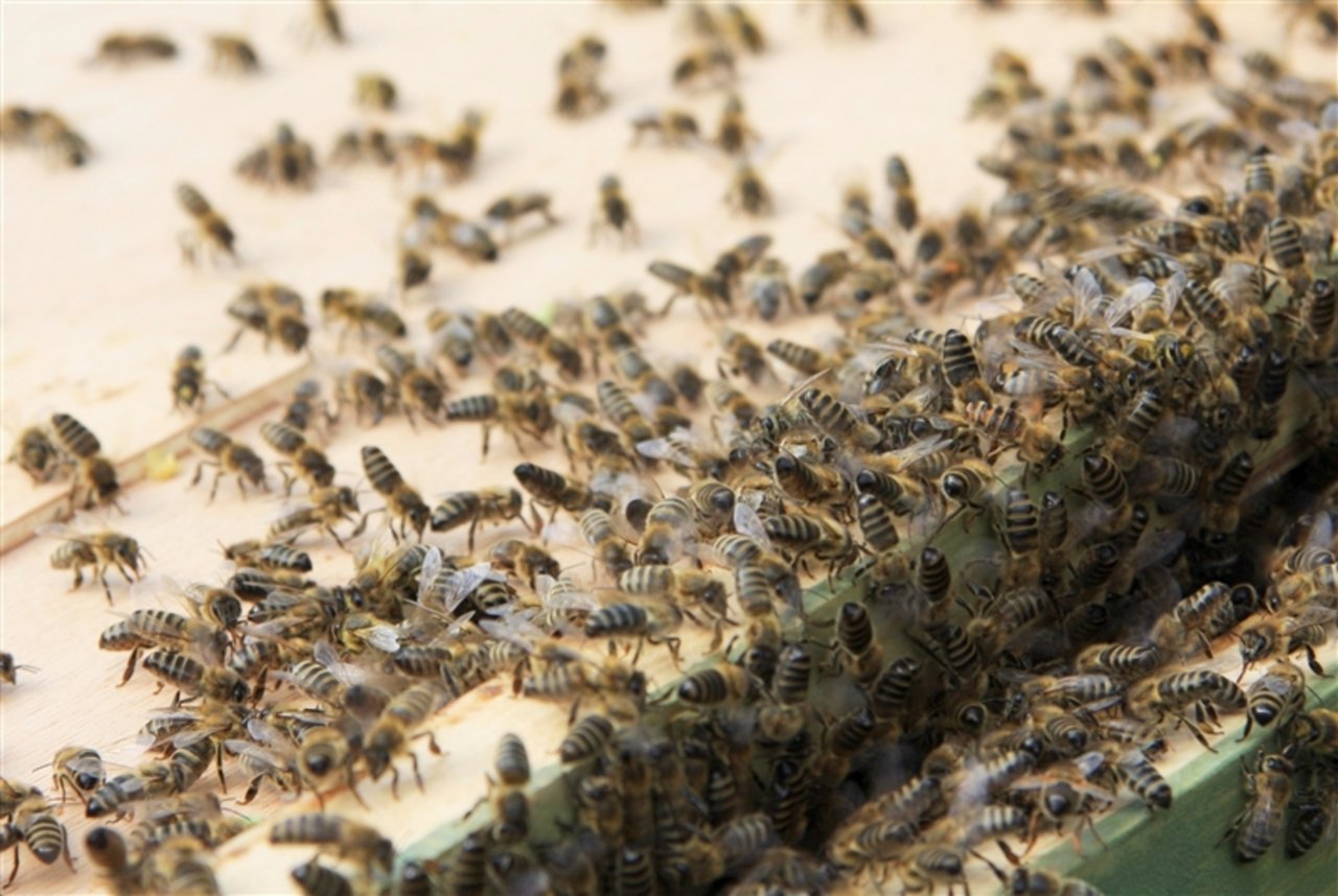 In Europa sind laut einer Studie in den letzten zwei Wintern weniger Bienen gestorben. (Bild Maja Dumat / pixelio.de) 