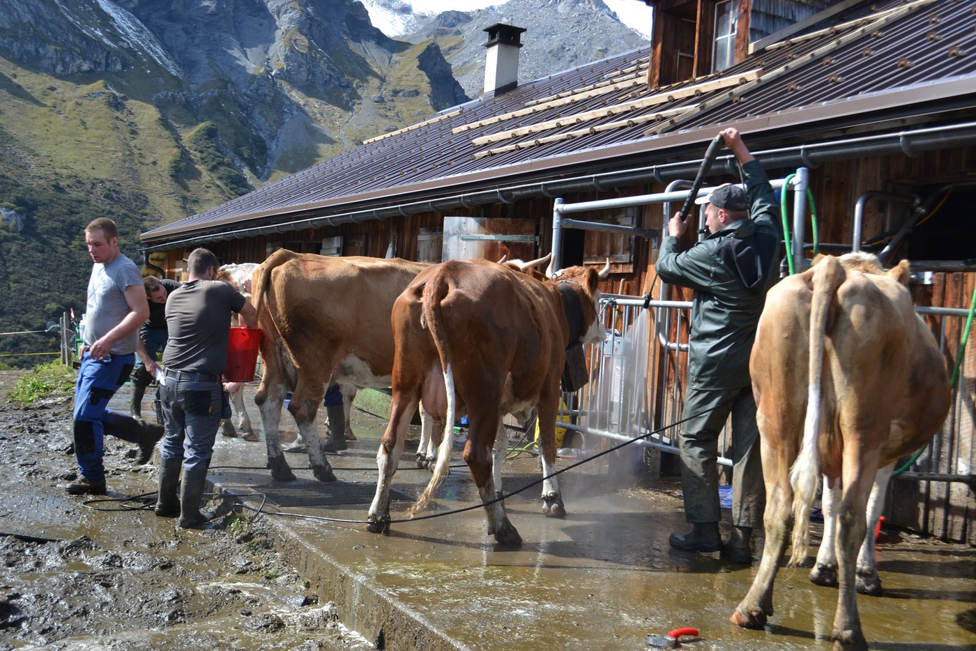 Letzten Freitag wurden auf der Alp Sefine noch alle 110 Kühe gewaschen.