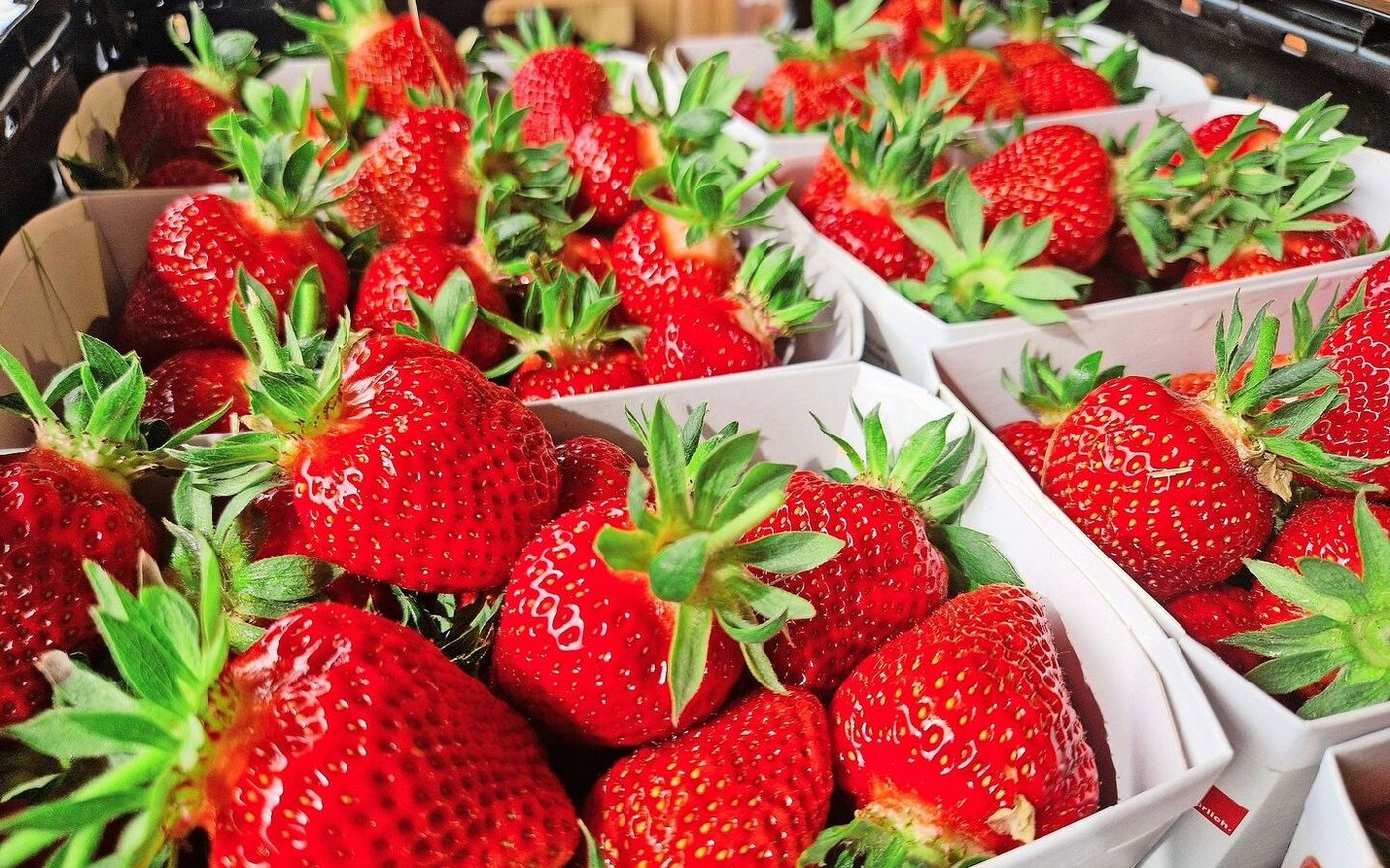 Frisch vom Feld in den Hofladen: Die Erdbeerernte ist aktuell voll im Gange. Eine Zeit, auf die sich die Familie immer freut. 