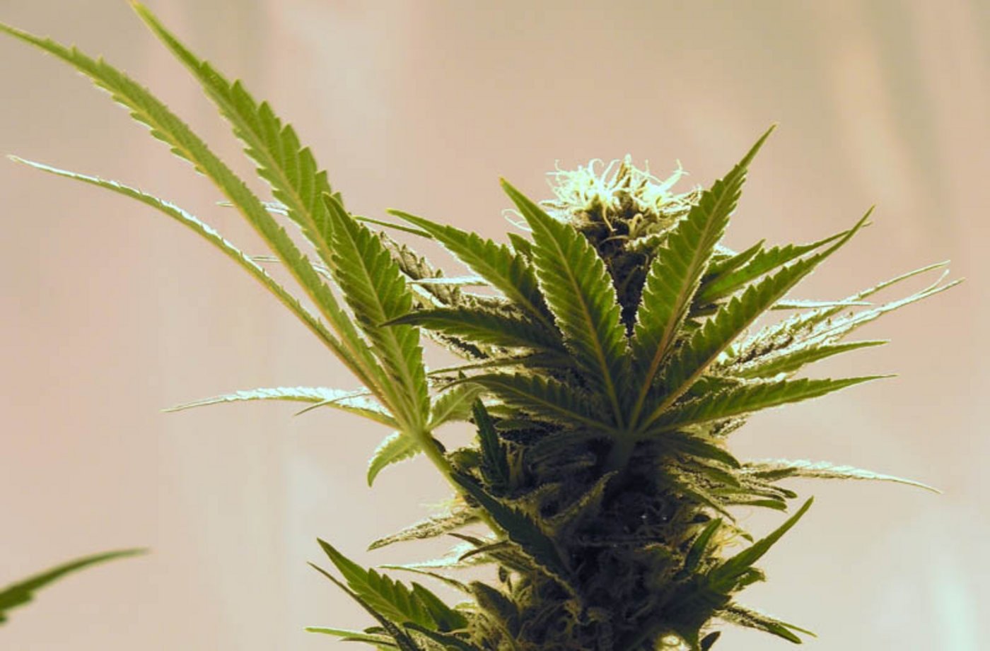 Hanf ist vielfältig einsetzbar. (Bild Pixabay)