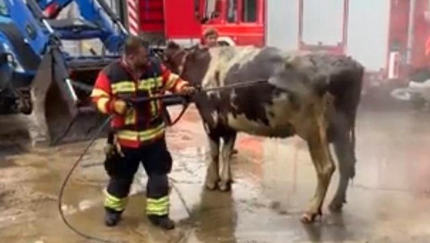 Zur Rettung der Kühe arbeiteten der Grosstier-Rettungsdients, die Kantonspolizei und die Feuerwehr zusammen. (Bild Kapo SO)