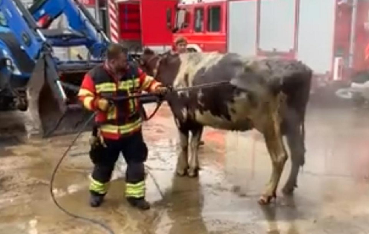 Zur Rettung der Kühe arbeiteten der Grosstier-Rettungsdients, die Kantonspolizei und die Feuerwehr zusammen. (Bild Kapo SO)