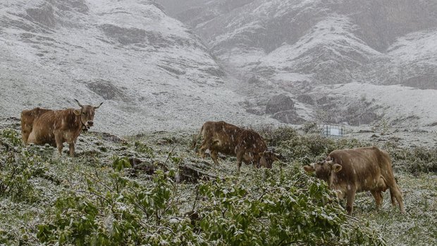 Leicht verfrühter Fall von Schafskälte: Normalerweise müssen Kühe auf der Alp erst Mitte Juni mit einem Kälteeinbruch rechnen. Das Bild ist am 7. Juni zwischen dem Urner Boden und dem Klausenpass auf etwa 1600 Metern über Meer entstanden.(Bild Daniel Gerstgrasser)