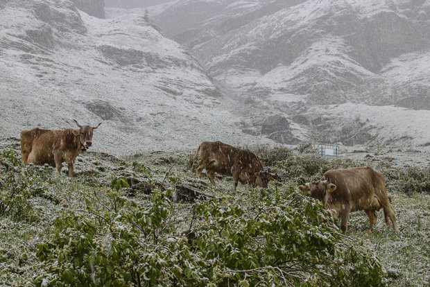 Leicht verfrühter Fall von Schafskälte: Normalerweise müssen Kühe auf der Alp erst Mitte Juni mit einem Kälteeinbruch rechnen. Das Bild ist am 7. Juni zwischen dem Urner Boden und dem Klausenpass auf etwa 1600 Metern über Meer entstanden.(Bild Daniel Gerstgrasser)