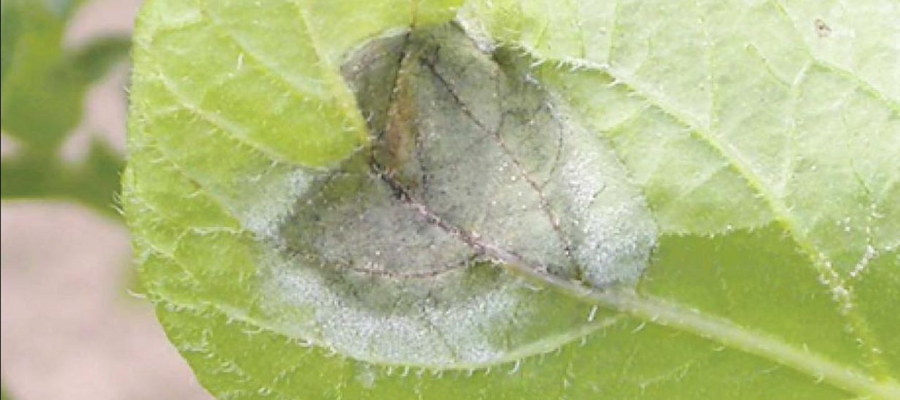 Krautfäulebefall auf der Blattunterseite bei Kartoffeln. (Bild zVg)