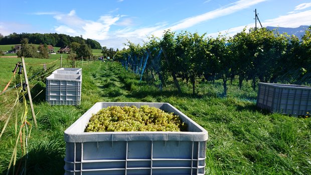 Der Absatz von Schweizer Weinen konnte in allen Regionen gesteigert werden. (Bild Swiss Wine)