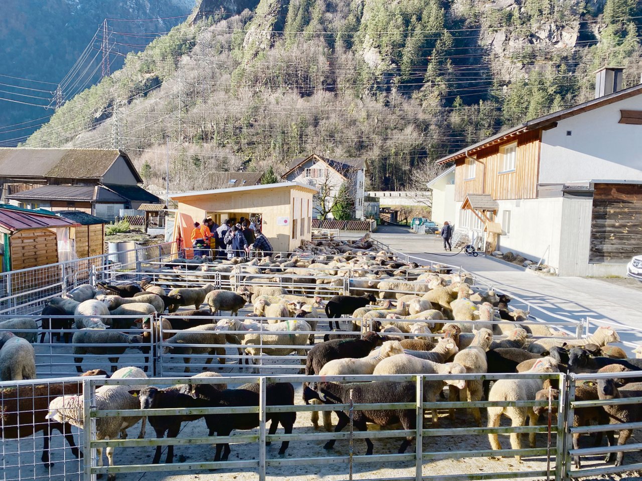 Der neue Schafannahmeplatz in Erstfeld wurde in Betrieb genommen. Von Januar bis Mai ist alle zwei bis drei Wochen ein Markt geplant. (Bild Jasmin Grüter)
