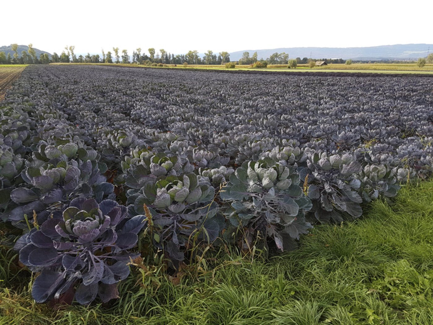 Rosenkohl Gemüsekammer der Schweiz wird das Grosse Moos sicher nicht zu Unrecht genannt.