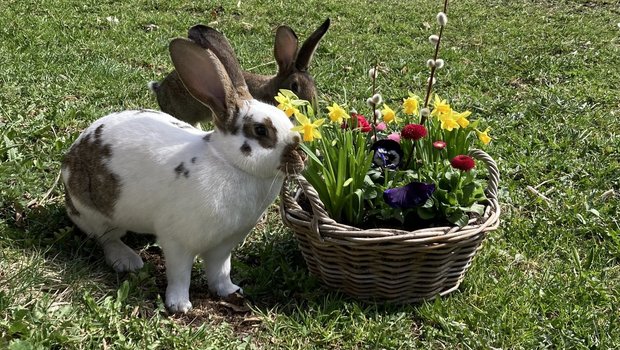 Auch in diesem Jahr suchen wir die schönsten Osterbilder, so wie das von unserer Leserin Kathrin Wüthrich. (Bild: Kathrin Wüthrich)