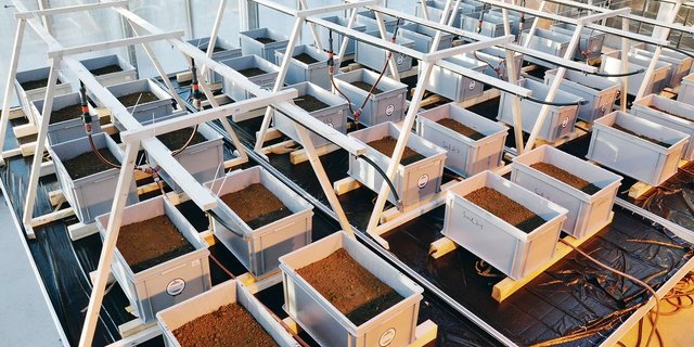 Neu angelegte Inkubationsversuche von bioabbaubaren Mulchfolien im Gewächshaus von Agroscope.(Bild Agroscope)