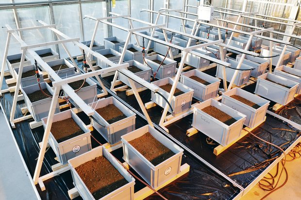 Neu angelegte Inkubationsversuche von bioabbaubaren Mulchfolien im Gewächshaus von Agroscope.(Bild Agroscope)