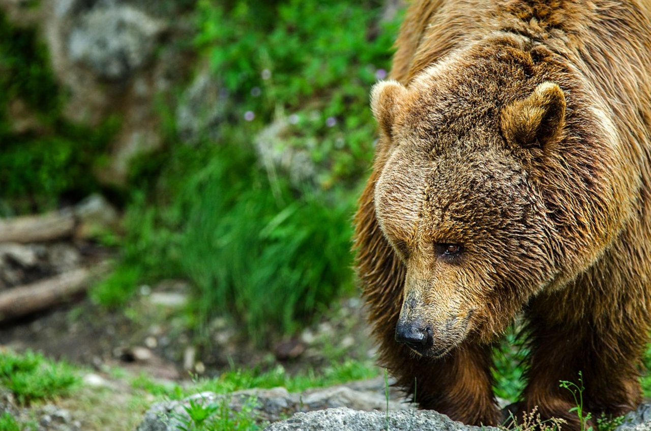 Unklar ist, ob es sich um denselben Bären handelt, der anfangs Mai in der bernischen Gemeinde Eriz gesichtet wurde. (Symbolbild Pixabay)