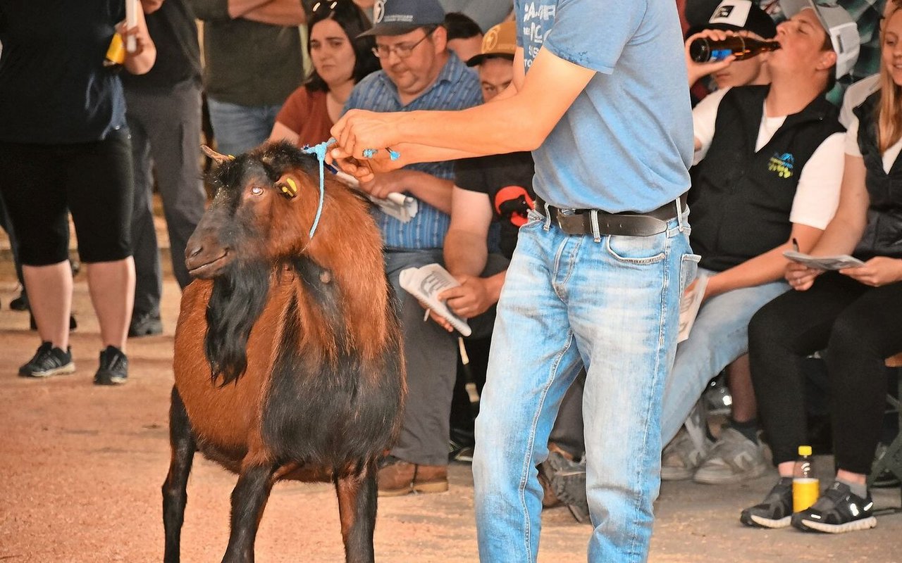 Der Zuchtbock Scooter (Vater Kanis) löste 900 Franken. Er ist schon jetzt der Vater von vier Maximum-Erstlingsziegen.